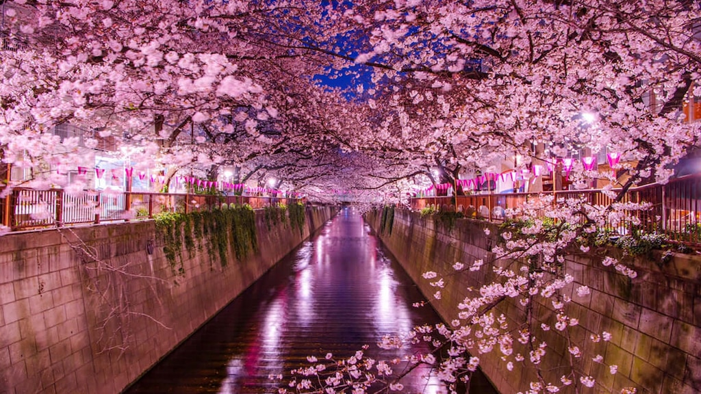 【目黒川】桜の見頃・混雑しない場所・時間帯は？中目黒桜まつりは中止に