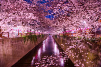 目黒川の夜桜（東京）