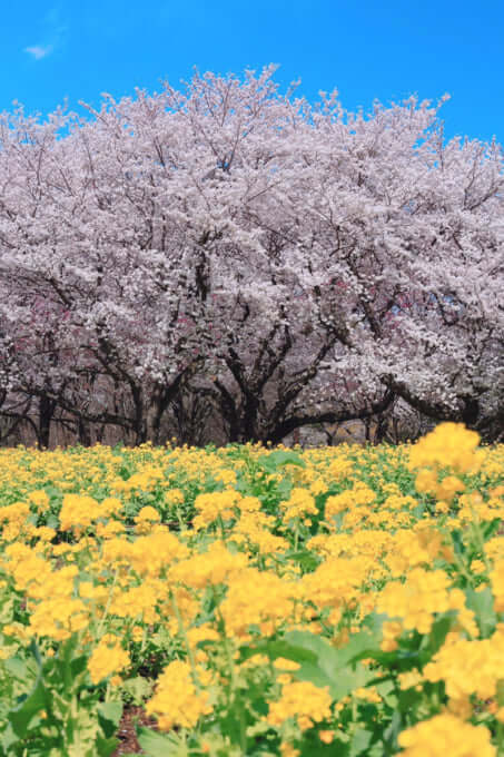 関東 穴場 桜の名所 7選 混雑しないお花見スポットは 県別 Skyticket 観光ガイド