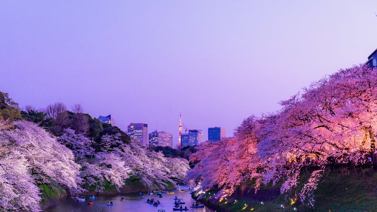 東京都内 夜桜が楽しめるお花見スポット 5選 ライトアップ中止情報も Skyticket 観光ガイド