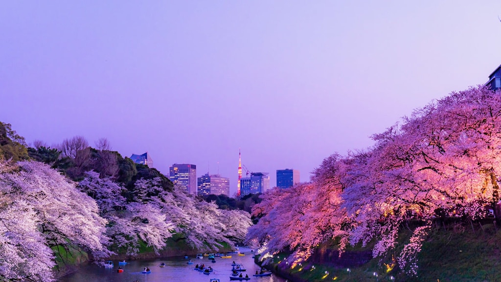 【東京都内】夜桜が楽しめるお花見スポット 5選　ライトアップ中止情報も
