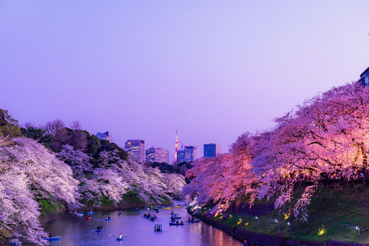 東京都内 夜桜が楽しめるお花見スポット 5選 ライトアップ中止情報も Skyticket 観光ガイド