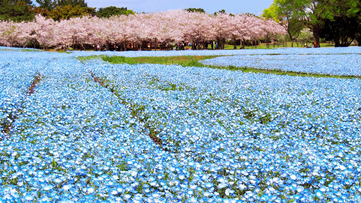 福岡 海の中道海浜公園 桜とネモフィラのコラボが美しすぎる Skyticket 観光ガイド