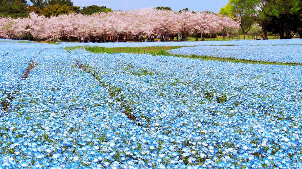 【福岡】「海の中道海浜公園 」桜とネモフィラのコラボが美しすぎる