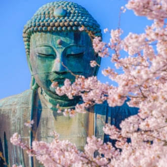 鎌倉 高徳院 桜