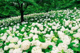 権現堂公園のアジサイの画像