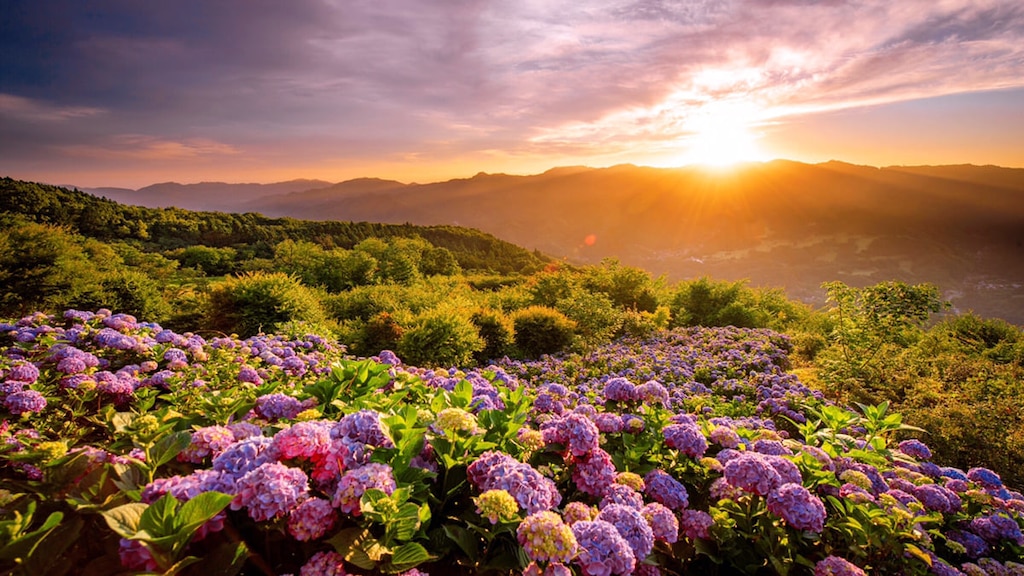 【秩父・皆野】美の山公園とは？ | 四季折々の花・夜景・雲海を楽しもう