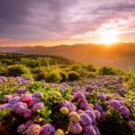 美の山公園のあじさい