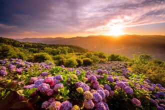 美の山公園のあじさい