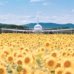 まるでひまわり畑に着陸しているよう