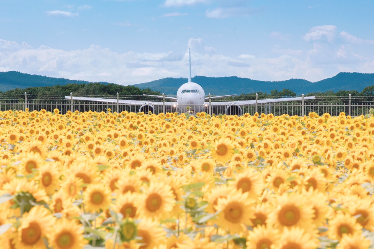 女満別空港ひまわり畑 まるでお花畑に飛行機が着陸 Sns映え撮影スポット Skyticket 観光ガイド