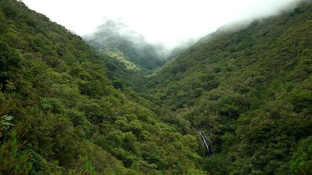 氷河期以前の世界遺産の原生林 マデイラ諸島のラウリシルヴァ Skyticket 観光ガイド