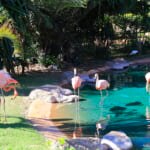 ホノルル動物園