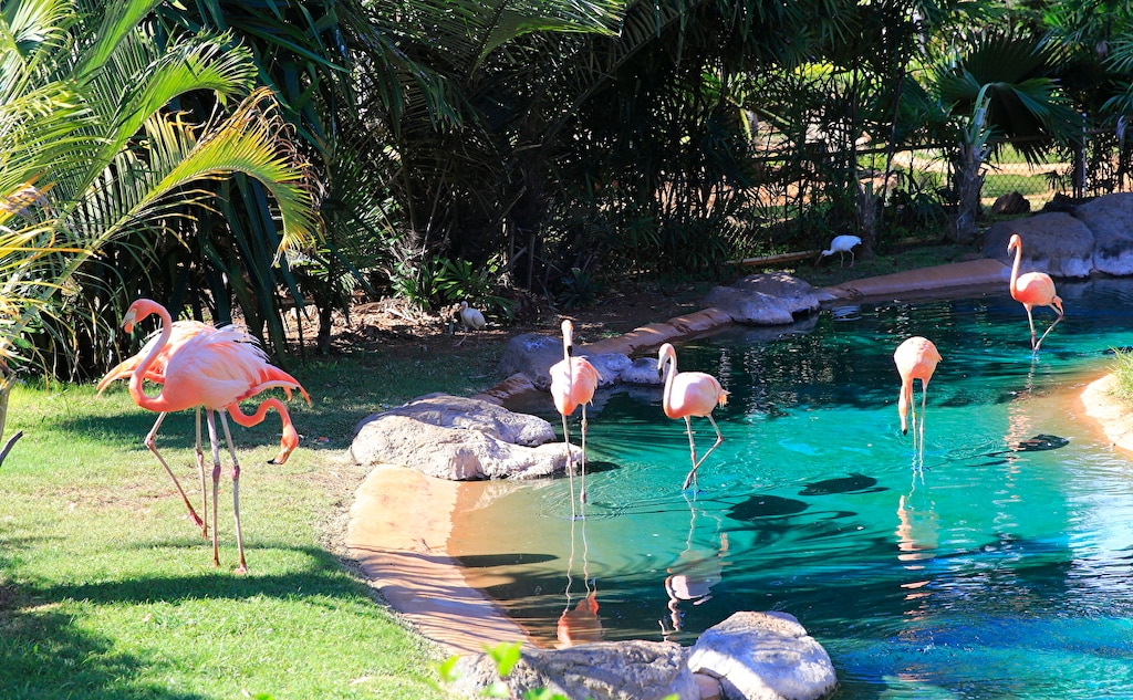 ホノルル動物園とワイキキ水族館は、子ども連れのハワイ観光におすすめ！