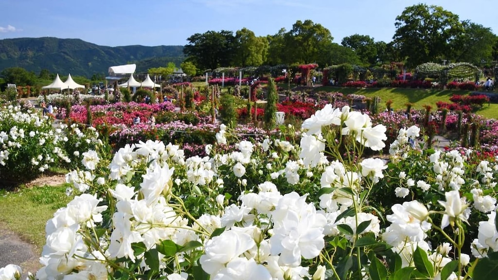 鹿児島を満喫できる春に訪れるならココ！人気の観光スポット7選