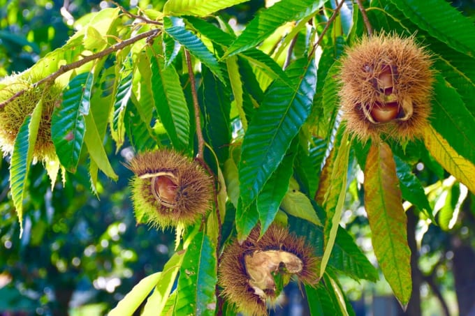湯沢市観光栗園