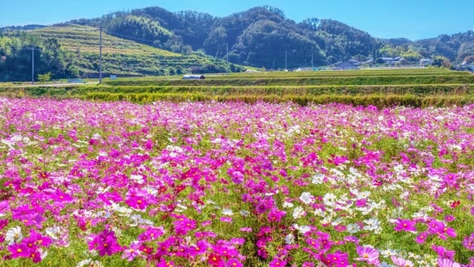 【枚方市】コスモスの里 穂谷