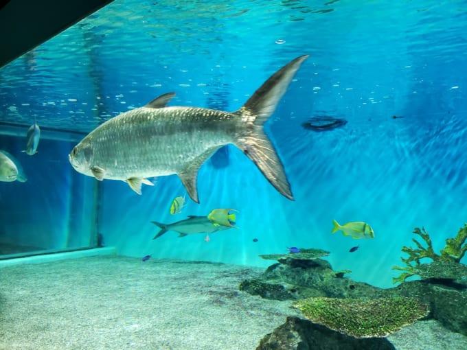 マリンピア日本海の魚