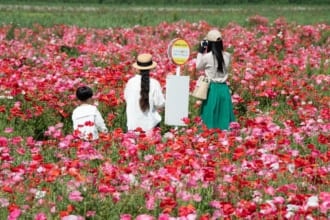 笠岡ベイファーム　ポピー畑