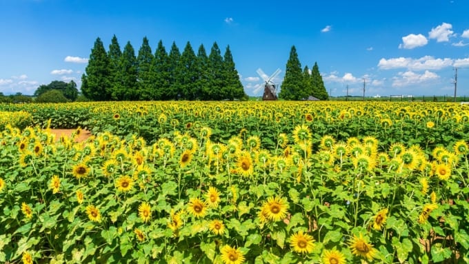 千葉県柏市にある「あけぼの山農業公園」のひまわり