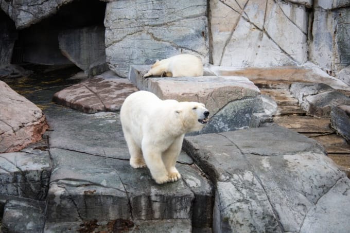 コペンハーゲン動物園のホッキョクグマ