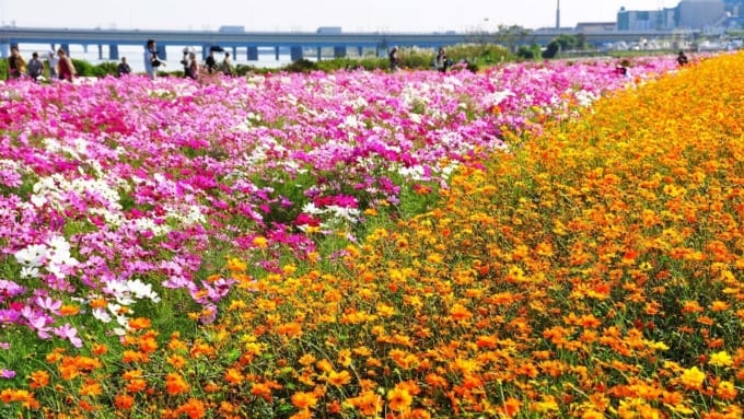 【平塚市】イシックス馬入のお花畑のコスモス