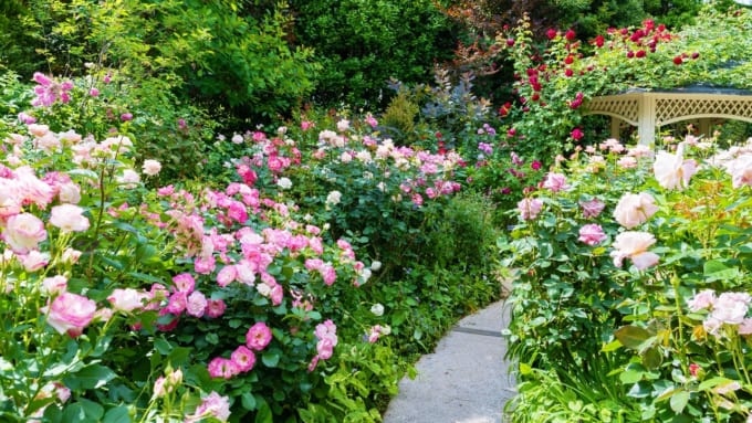 横浜イングリッシュガーデンのバラ