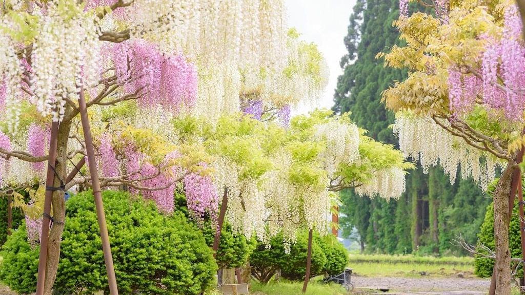 忠犬ハチ公の故郷！大館観光で神秘的絶景と歴史建築めぐり5選