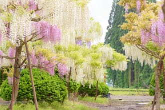 十ノ瀬藤の郷　満開の藤