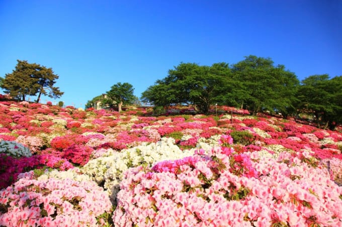 西山公園のツツジ