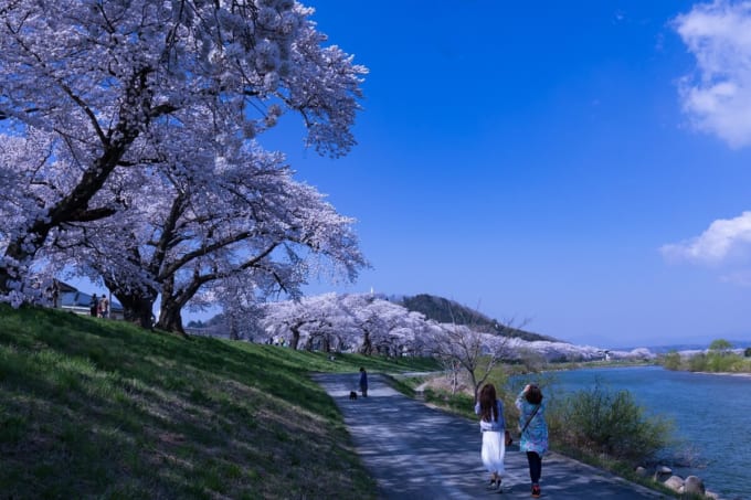 白石川堤一目千本桜