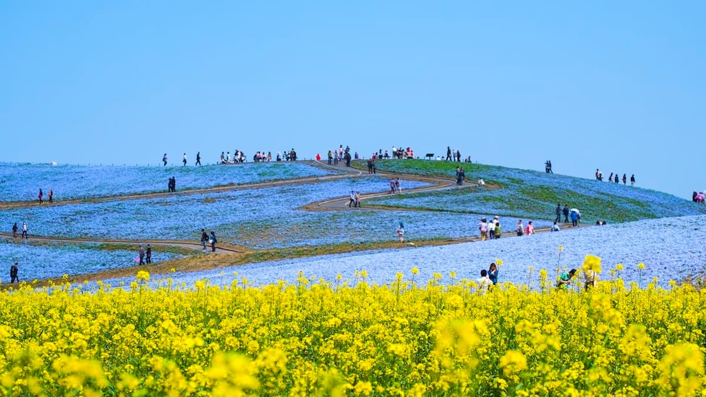 今のうちに見ておきたい！自然豊かな茨城の春を感じるおすすめスポット8選