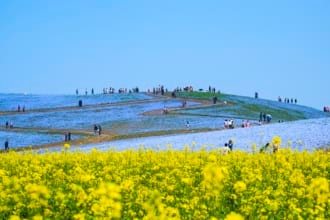 菜の花とネモフィラ
