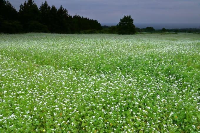 夏ソバの白い花（秋田県にかほ市）