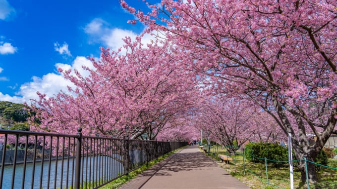 河津川沿いの桜並木