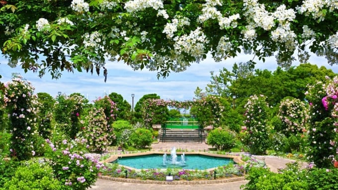 【横浜市】港の見える丘公園のバラ