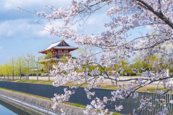 平城京朱雀門と満開の桜