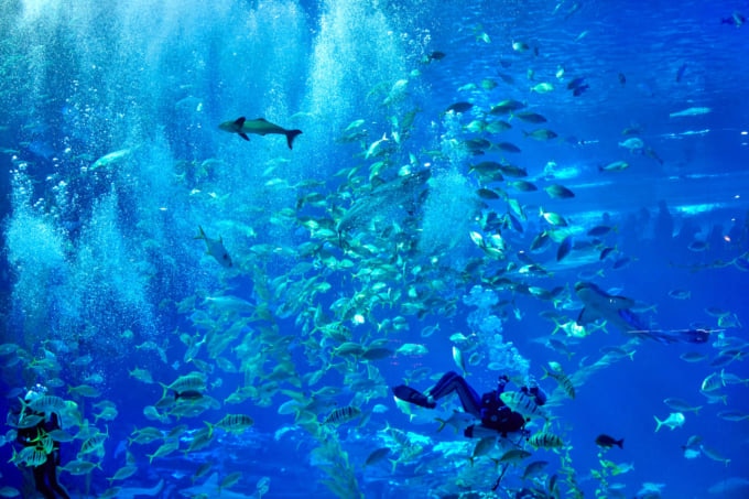 アクアプラネット済州