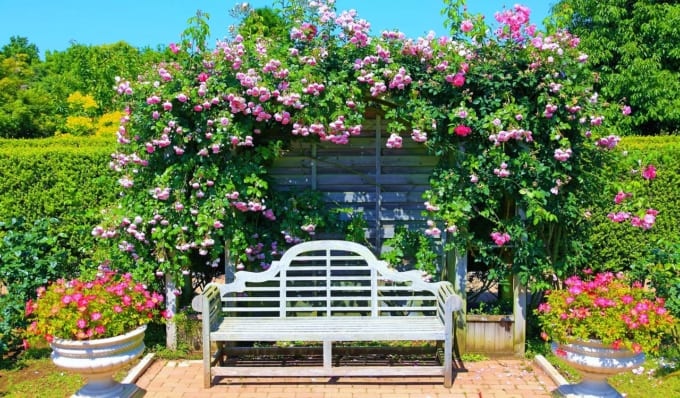 【平塚市】花と緑のふれあいセンター　花菜ガーデンのバラ