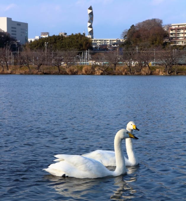 千波湖の白鳥（茨城・水戸）