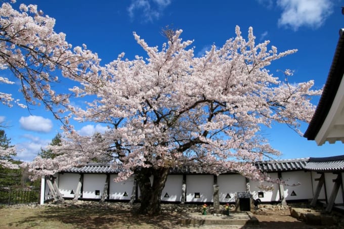 白河小峰城「おとめ桜」