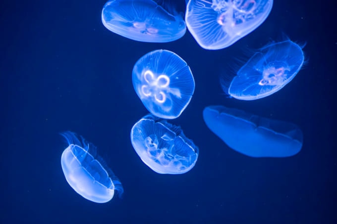 サンシャイン水族館のクラゲエリア「海月空感」（東京・池袋）