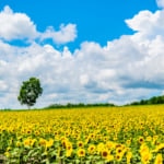 北竜町ひまわりの里 観光