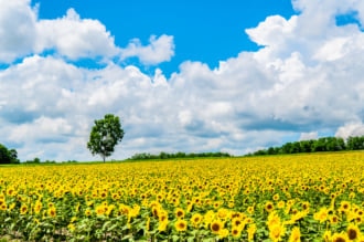 北竜町ひまわりの里 観光