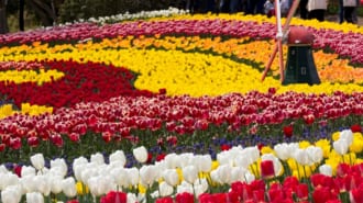 木曽三川公園のチューリップ