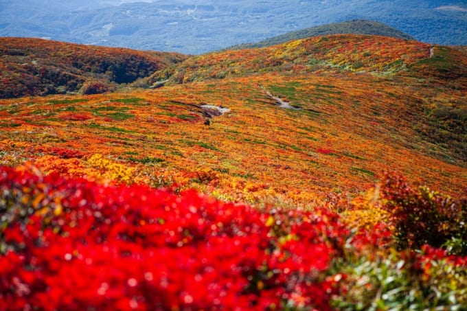 神の絨毯　栗駒山