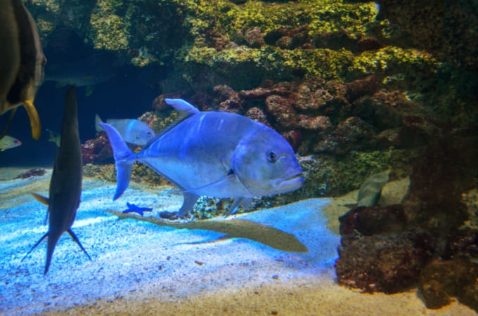 Sea Life Sydney Aquarium