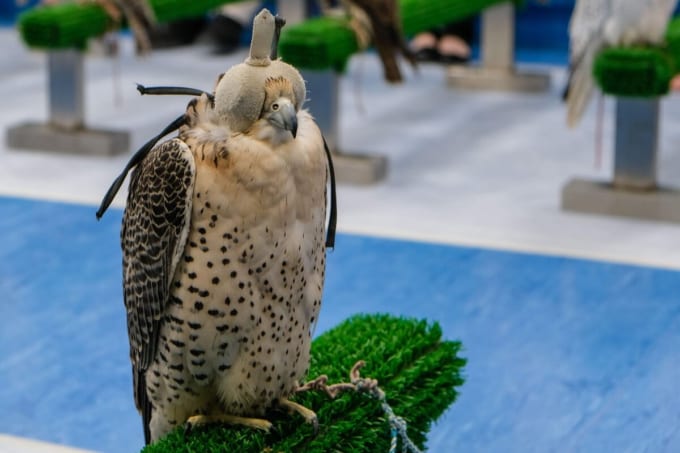 鷹の専門病院（アブダビ）