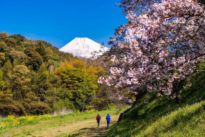 狩野川さくら公園