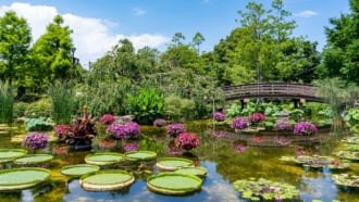 水生植物公園みずの森